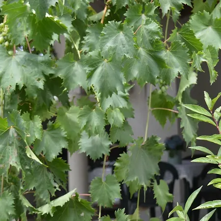 Pergola *